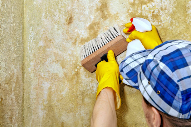 Best Industrial Mold Remediation  in Henrietta, TX