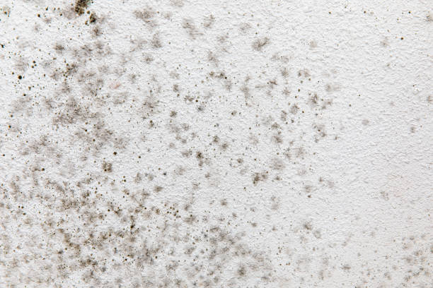 Best Comprehensive Air Testing for Mold Contaminants  in Henrietta, TX